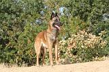 MALINOIS 151